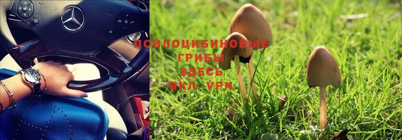 Псилоцибиновые грибы Magic Shrooms  Кувандык 